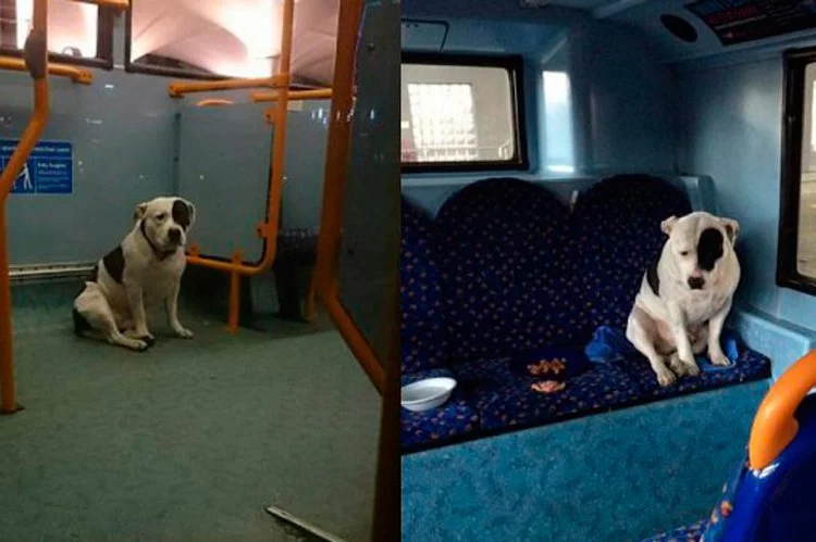 bus-perro1
