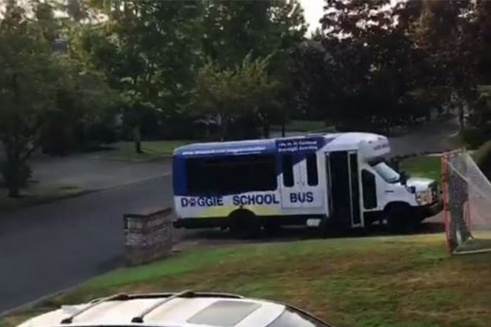 doggie-perro-bus