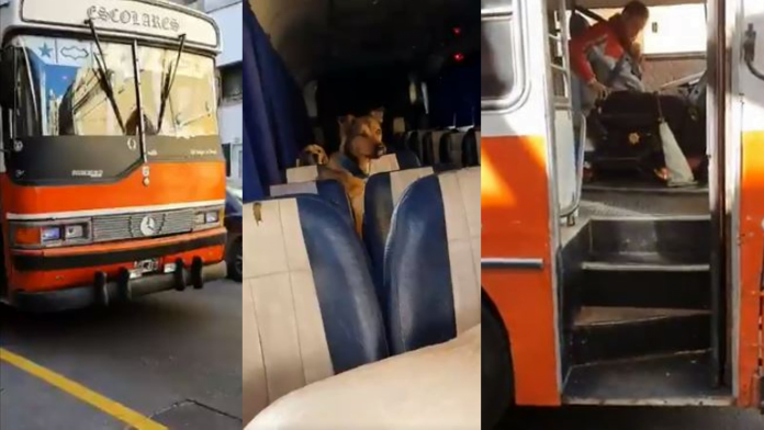 paseador en colectivo