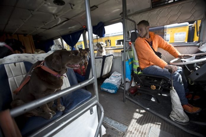 paseador-perros-colectivo1