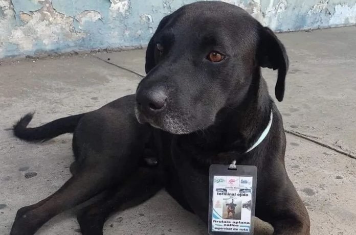perro1