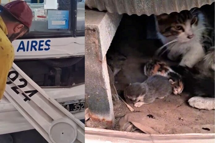 Linea49-Gatitos